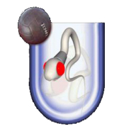 SPORTINGMATOZOIDES